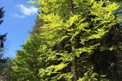 Vatertagswanderung Hatzbachtal