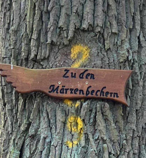 märzenbecher wanderung in homberg am 17.03.24 (1)