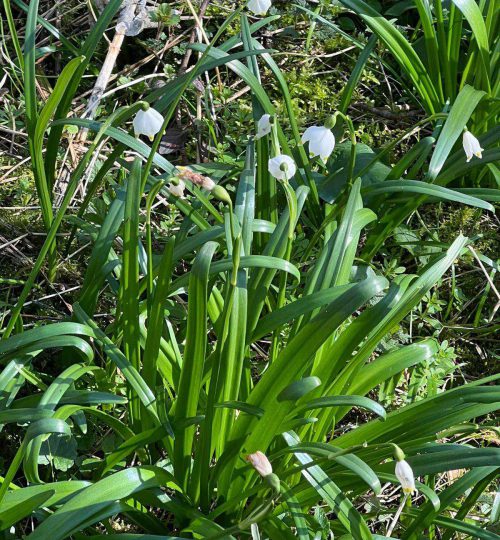 märzenbecher wanderung in homberg am 17.03.24 (5)
